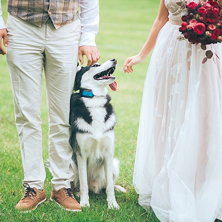 ペットと一緒の結婚式ができる結婚式場特集 費用相場や魅力 人気の結婚式場ランキングを紹介 ウエディングパーク